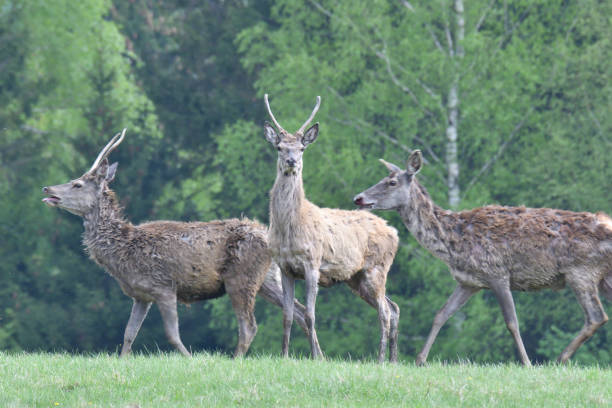 istock deer stag with growing antler grazing close-up 956444852
