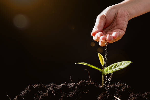 Farmers are watering seedlings on black background stock photo