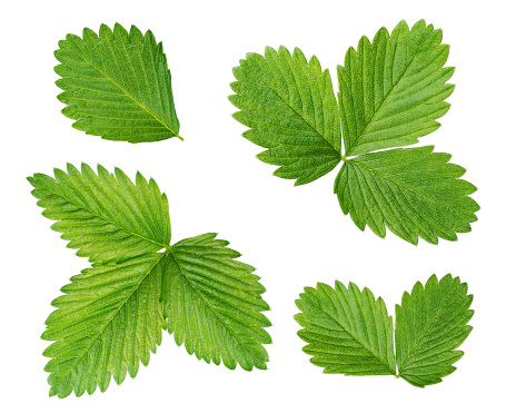 Strawberry leaves isolated on white background as package design elements