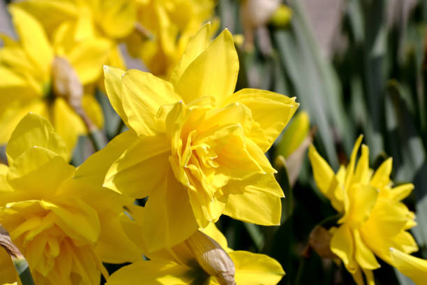 narzisse golden ducat (narcissus, amarylli daeceae), flowers in spring - leaf flower head bouquet daffodil imagens e fotografias de stock