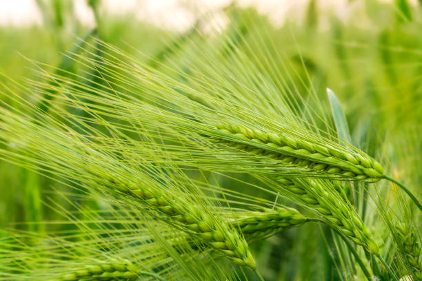istock Green field of sprouting wheat 956449308