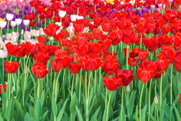 istock Red tulips in the botanical garden. 956449312