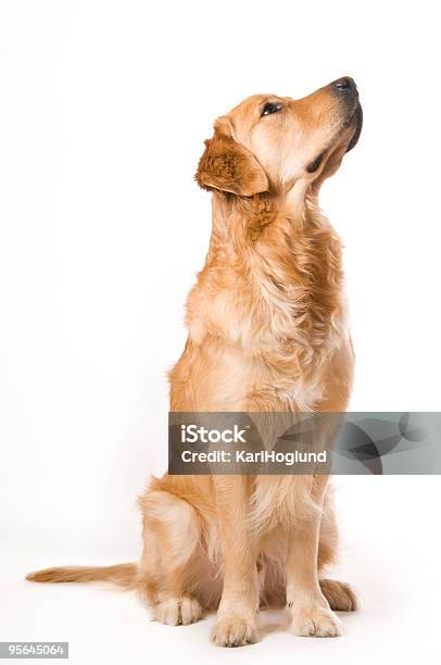 Siedzący Golden Retriever - zdjęcia stockowe i więcej obrazów Neutralne tło - Neutralne tło, Golden retriever, Pies