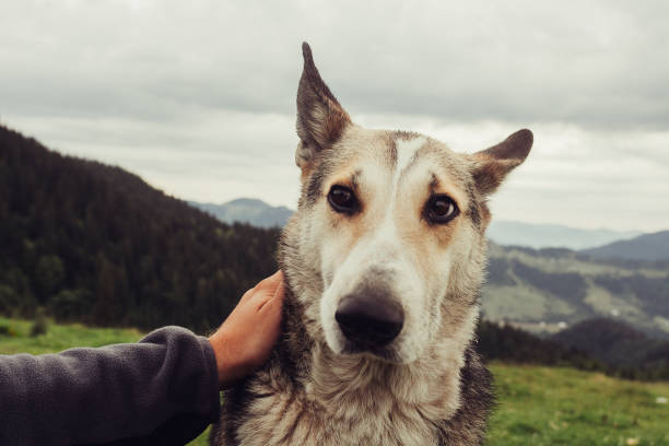 istock Summer mountain landscape with Pyrenean Mountain Dog. 956451146