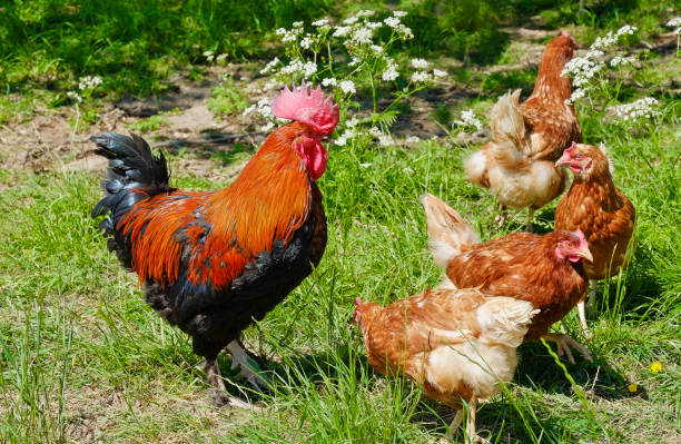 istock Free Range Chicken on organic Farm 956453706