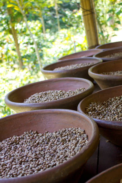 istock Coffee plantation in Bali . Coffee beans 956454236