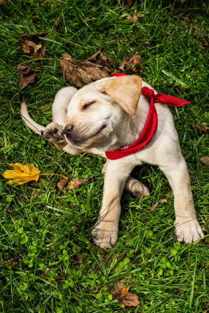 chiot de labrador jaune rayures à l’extérieur en herbe - 7 semaines - dog scratching flea dog flea photos et images de collection