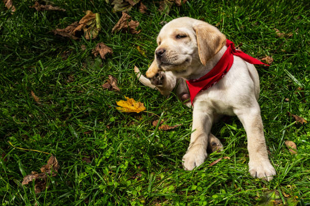 chiot de labrador jaune rayures à l’extérieur en herbe - 7 semaines - dog scratching flea dog flea photos et images de collection