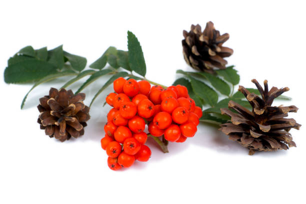 istock rowan berries ripe and pine cones, isolated on white background 956455016