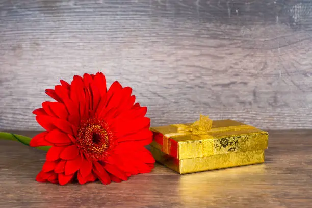 red gerbera flower with gift box on wooden table