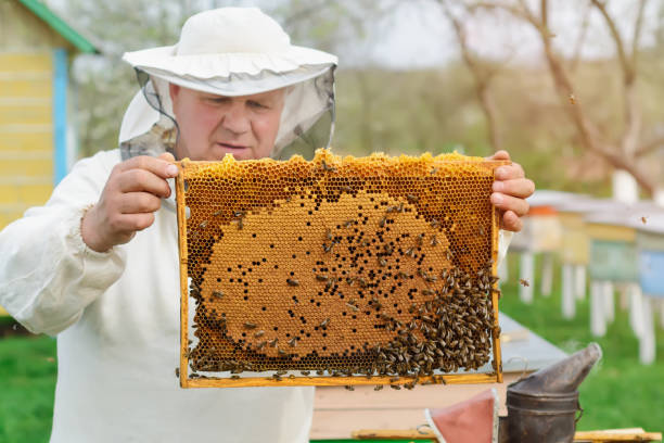istock Cell with larvae of bees and young bees. Works on the apiaries in the spring. 956457934