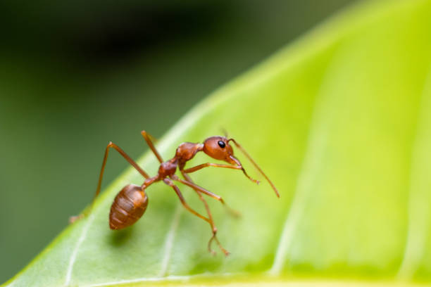 istock Fire ant on green yellow orange leaf background in nature 956457992