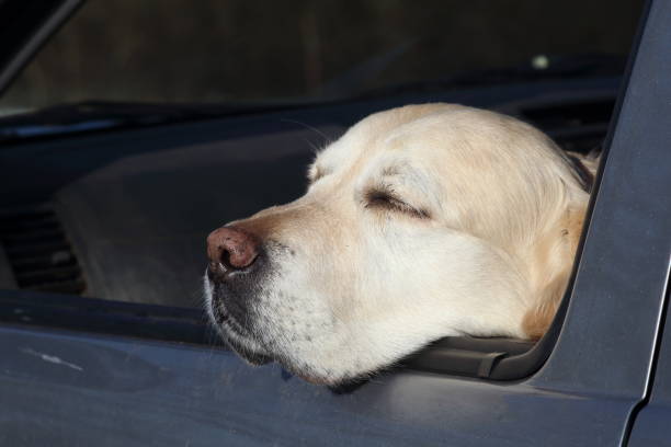 istock Laconic pet Golden Retriever at car window. 956458892