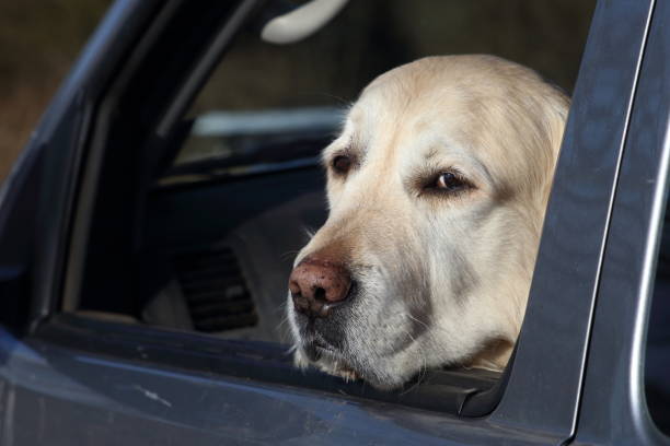istock Laconic pet Golden Retriever at car window. 956458924