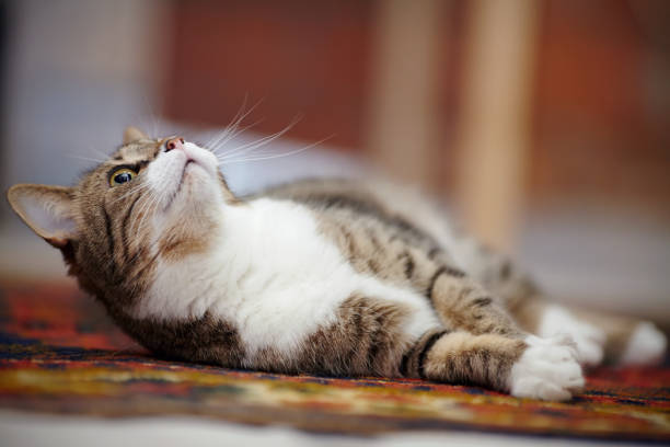 istock The striped cat with white paws, lies on a carpet. 956460336