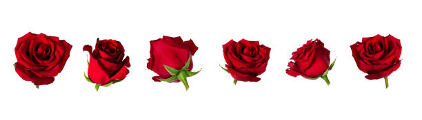 Set of six beautiful red rose flowerheads with sepals isolated on white background. stock photo