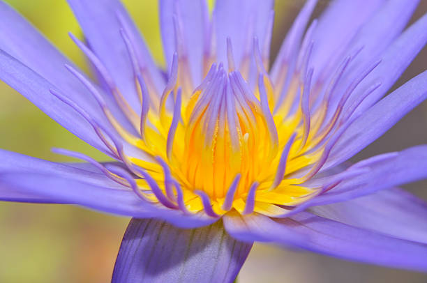 istock Purple water lily 95646618