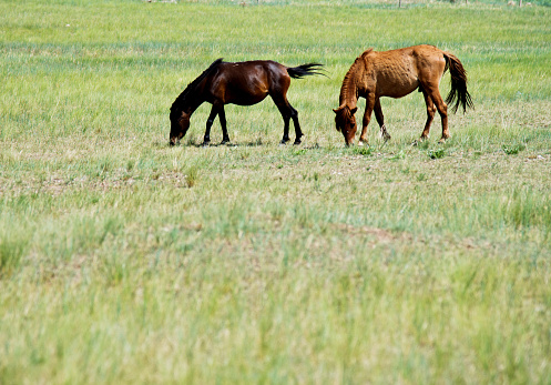 Horses are grazing on the grassland