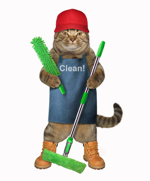 istock Cat in apron with a mop 956469030