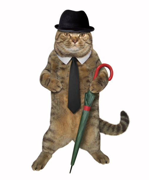 istock Cat gentleman with an umbrella 956469044