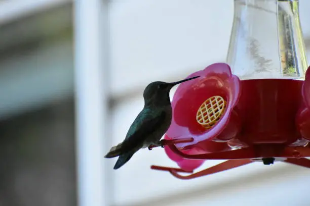 Hummingbird green feeding