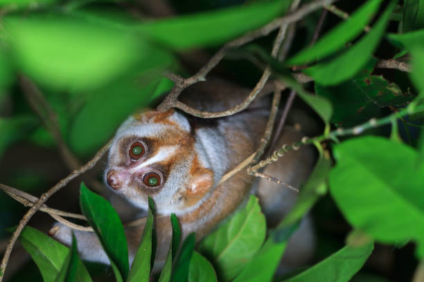 slow loris mono en árbol - lorif fotografías e imágenes de stock