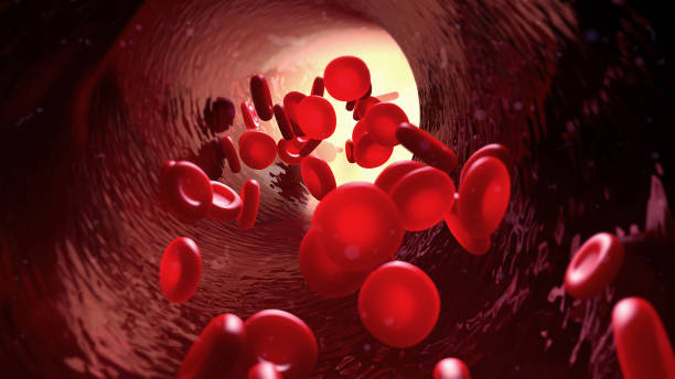 blut im blutgefäß - red blood cell stock-fotos und bilder