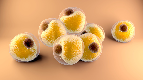 3d illustration Adipocytes fat cells