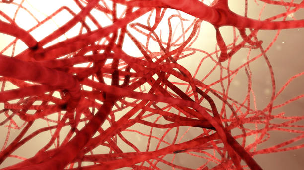 blood vessel 3d illustration blood vessel tissue anatomy stock pictures, royalty-free photos & images