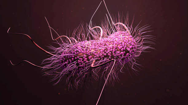 Bacteria E. Coli 3d illustration Bacteria E. Coli antibiotic resistant photos stock pictures, royalty-free photos & images