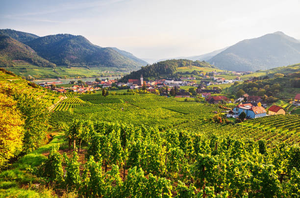 スピッツ、ヴァッハウ渓谷、オーストリア周辺のブドウ園の秋のビュー - danube river danube valley austria valley ストックフォトと画像