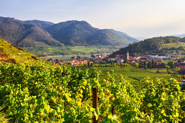 vista de outono das vinhas em torno de spitz, vale wachau, áustria - danube river danube valley austria valley - fotografias e filmes do acervo