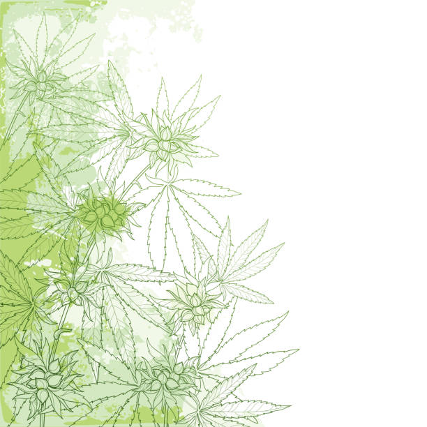 ilustrações de stock, clip art, desenhos animados e ícones de vector outline cannabis sativa or cannabis indica or marijuana bunch. corner branch, leaves and seed on the pastel green textured background. - canábis narcótico