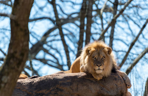 istock Lion Lays on Rocks and Stares into Camera 956479238