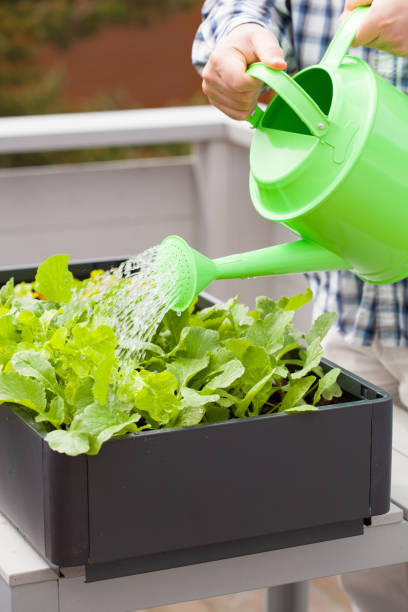 istock man gardener watering vegetable garden in container on balcony 956479348