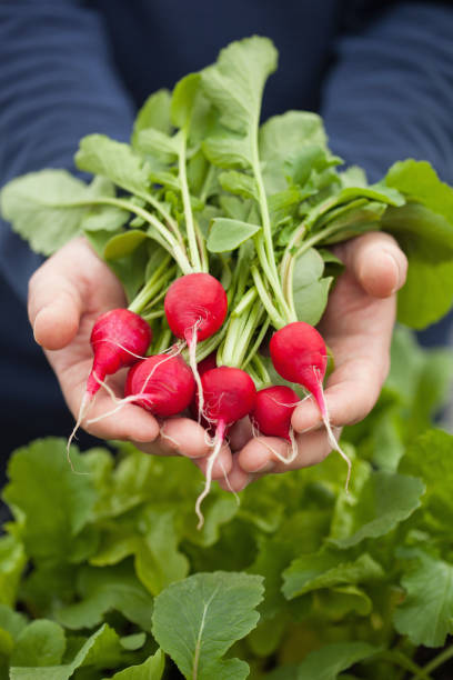 istock man gardener picking radish from vegetable container garden on balcony 956482560