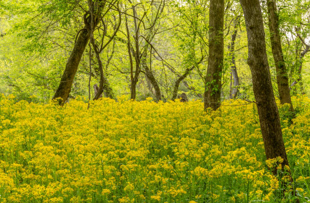 istock Ragwort Flood the Forest Floor 956482818