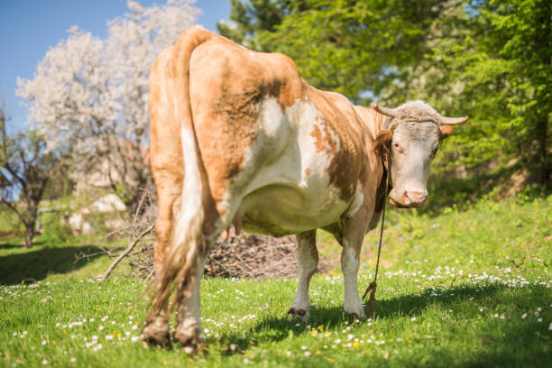 istock Cow eating grass on the field 956482880