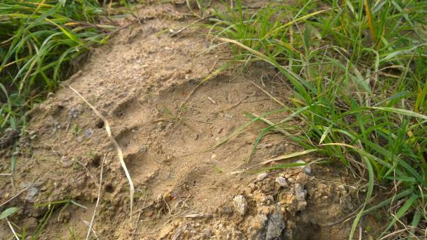 istock Bear footprint on the ground. 956483402