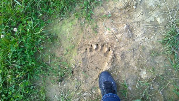 istock Bear footprint on the ground. 956483404