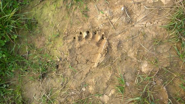 istock Bear footprint on the ground. 956483406