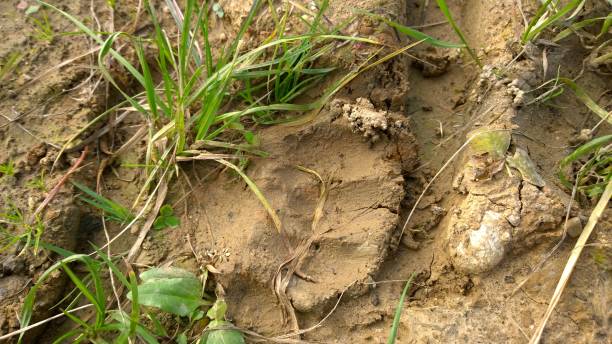 istock Bear footprint on the ground. 956483542