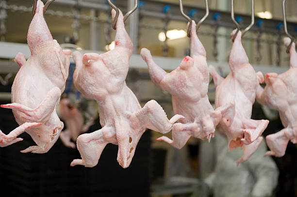 production de viande blanche - slaughterhouse photos et images de collection