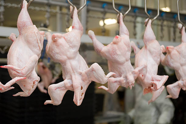 Produção de Carne Branca - fotografia de stock