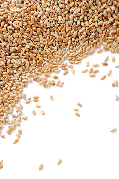 istock Grain of the wheat 95648461