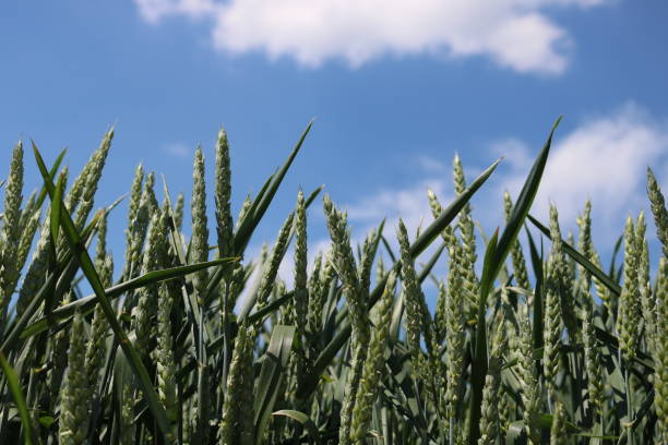istock Green field of sprouting wheat 956484690