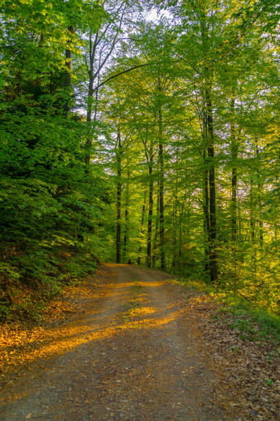 istock Germany, Forest path curve in warm sunset light in springtime with green trees 956486996