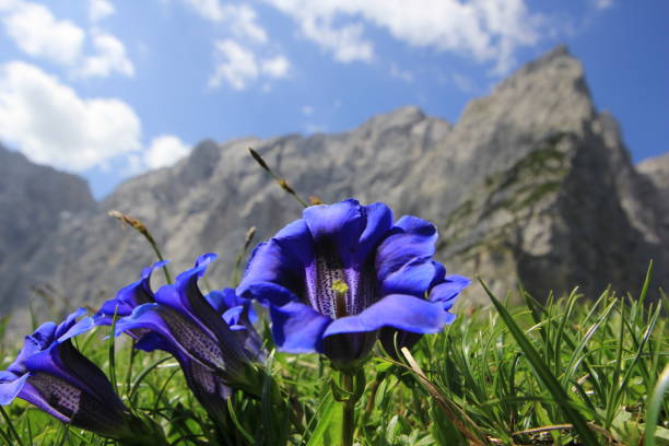 Gentian flower (Enzian) on alpine background Closeup portrait of Gentian flowers with austrian alpine mountains in the background enzian stock pictures, royalty-free photos & images