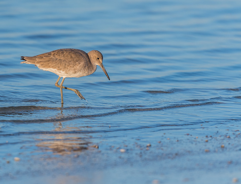 Willet About to Strike while wading in shallow ocean tide