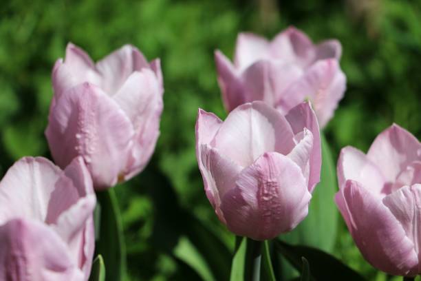 istock pink tulips in the garden 956489762